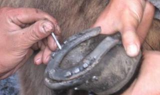 一个马蹄铁 一个马蹄铁