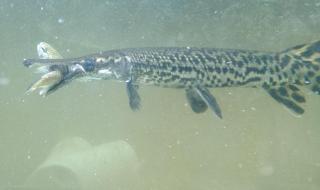 鳄雀鳝的天敌是谁