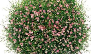 十部颜色满天星电影