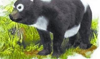 干掉熊猫我就是国宝 干掉熊猫我就是国宝