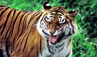 能杀老虎的四种动物