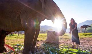 疯狂猜成语大象和人 疯狂猜成语大象和人