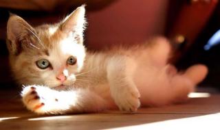 打完疫苗可以洗澡么