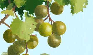 盛夏的果实日文版 盛夏的果实日文版