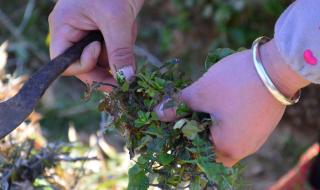 忆苦思甜菜 忆苦思甜菜