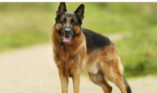 世界上最贵的狗 世界上最贵的狗